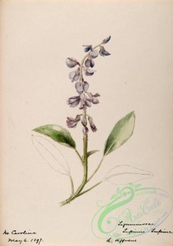 flora-03481 - 426-lupinus