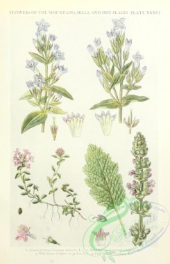 flora-03552 - 022-Autumn Gentian, gentiana amarella, Field Gentian, gentiana campestris, Wild Thyme, thymus serpyllum, Clary, salvia verbenaca