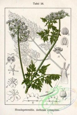 flora-05480 - Aethusa cynapium
