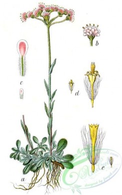 flora-05490 - Antennaria dioica