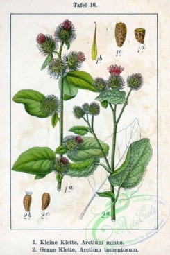 flora-05495 - Arctium spp, 2