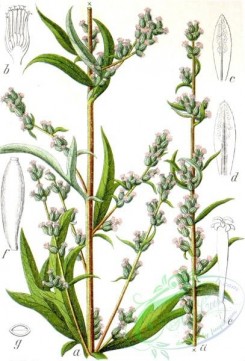 flora-05505 - Artemisia vulgaris