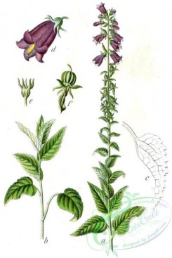 flora-05527 - Campanula bononiensis