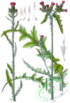 flora-05566 - Cirsium palustre
