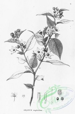 flora_bw-00002 - 002-solanum megalochitum
