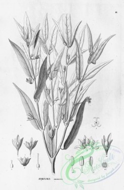 flora_bw-00011 - 011-athenaea anonacea