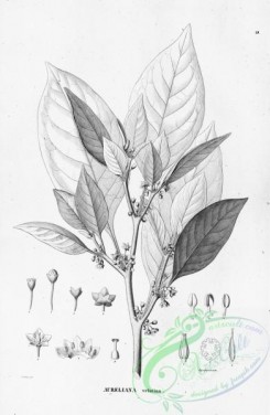 flora_bw-00012 - 012-aureliana velutina