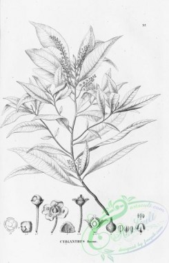 flora_bw-00026 - 026-cybianthus fuscus