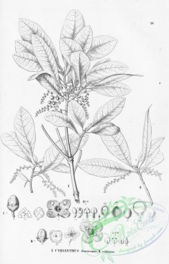 flora_bw-00028 - 028-cybianthus densicomus, cybianthus coriaceus