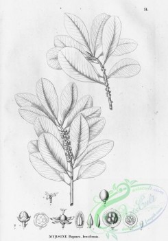 flora_bw-00040 - 040-myrsine rapanea brasiliensis
