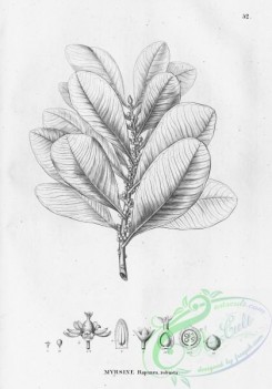 flora_bw-00041 - 041-myrsine rapanea robusta