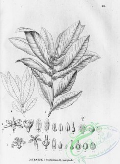 flora_bw-00042 - 042-myrsine gaardneriana, myrsine emarginella