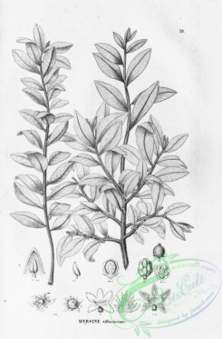 flora_bw-00048 - 048-myrsine villosissima