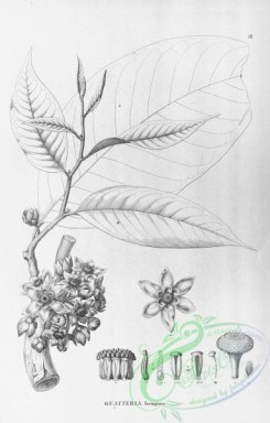 flora_bw-00060 - 012-guatteria ferruginea