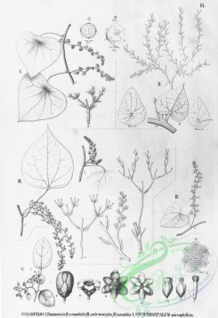 flora_bw-00092 - 044-cissampelos fluminensis, sychnosepalum microphyllum
