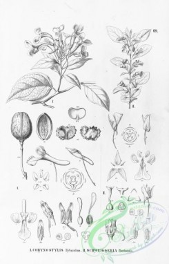 flora_bw-00112 - 064-corynostylis hybanthus, schweiggeria floribunda