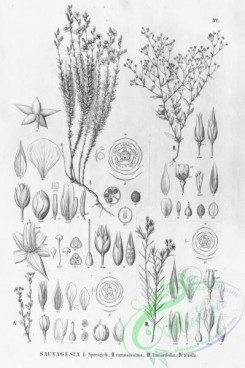 flora_bw-00125 - 077-sauvagesia sprengelii, sauvagesia ramosissima, sauvagesia tenella