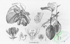 flora_bw-00157 - 109-passiflora alata