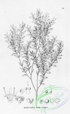 flora_bw-00208 - 037-myrciaria tenella elliptica