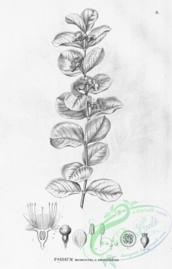 flora_bw-00213 - 042-psidium incanescens rotundifolium