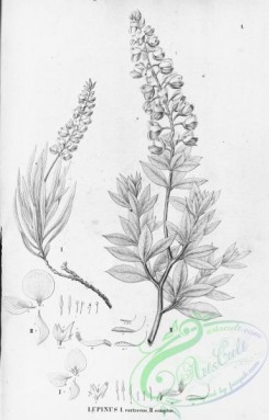 flora_bw-00258 - 002-lupinus coriaceus, lupinus comptus