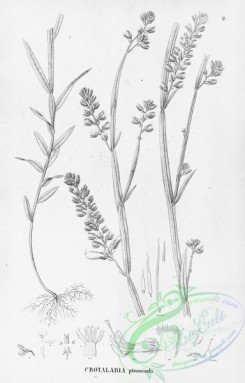 flora_bw-00259 - 003-crotalaria pterocaula
