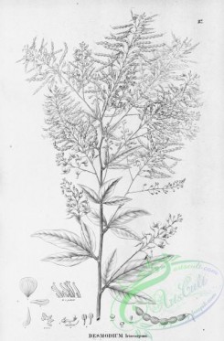 flora_bw-00285 - 029-desmodium leiocarpum