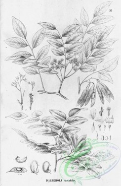 flora_bw-00317 - 061-dalbergia variabilis