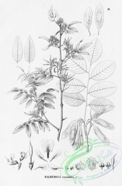 flora_bw-00318 - 062-dalbergia variabilis