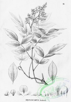 flora_bw-00344 - 088-drepanocarpus frondosus