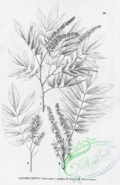 flora_bw-00361 - 105-lonchocarpus neuroscapha