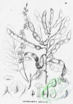 flora_bw-00367 - 111-lonchocarpus glabrescens