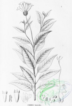 flora_bw-00395 - 007-cordia leucocalyx