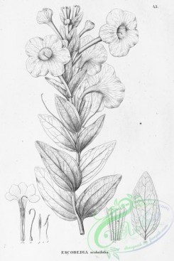 flora_bw-00431 - 043-escobedia scabrifolia