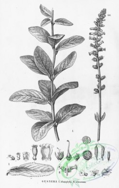 flora_bw-00445 - 057-gesnera allagophylla, gesnera tribracteata