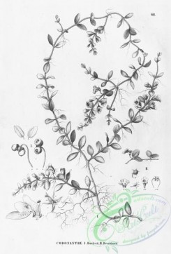 flora_bw-00453 - 065-codonanthe hookerii, codonanthe devosiana
