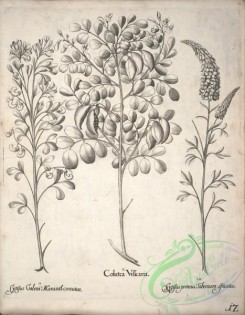 flora_bw-00465 - v1-012-colutea, cytisus