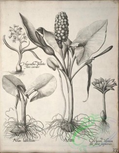 flora_bw-00486 - v1-033-arum, colchicum, hyacinthus