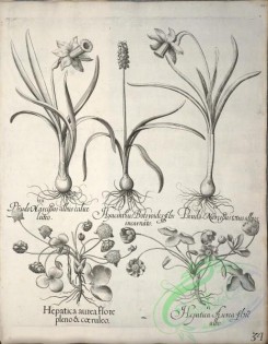 flora_bw-00487 - v1-034-hepatica, pseudo-narcissus, hyacinthus