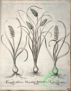 flora_bw-00495 - v1-042-hyacinthus, muscari, ornithogalum