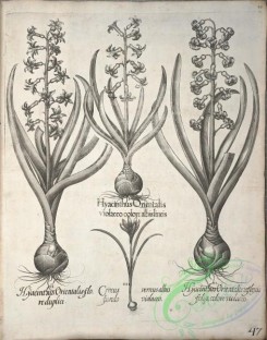 flora_bw-00500 - v1-047-hyacinthus, palma, dracunculus