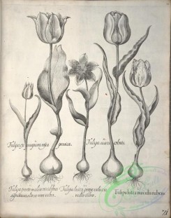 flora_bw-00524 - v1-071-tulipa