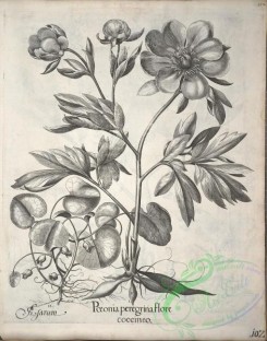 flora_bw-00555 - v1-102-paeonia, pyrola, pseudo-chamaebuxus