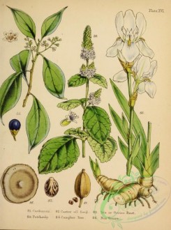 floral_atlas-00001 - Cardamom, Castor Oil Seed, Iris or Orrice Root, Patchouly, Camphor Tree, Nux Vomica