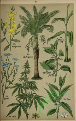floral_atlas-00016 - 011-linum utitatissimum, cannabis sativa, crotalaria juncea, boehmeria (urtica) nivea, corchorus capsularis, musa textilis, saguerus saccharifera