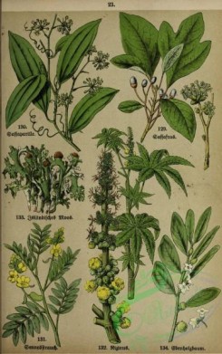 floral_atlas-00028 - 023-cetraria islandica, smilax syphilitica, cynanchum arghel, diospyros ebenum