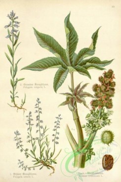 floral_atlas-00505 - 039-polygala amara, ricinus communis, polygala vulgaris