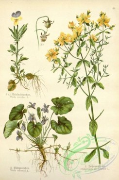 floral_atlas-00510 - 044-viola tricolor, viola odorata, hypericum perforatum