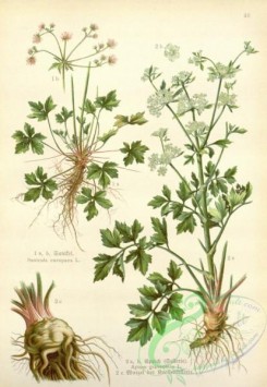 floral_atlas-00512 - 046-sanicula europaea, apium graveolens