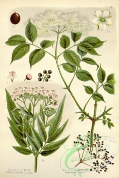 floral_atlas-00542 - 076-ebulum humile, sambucus nigra